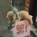 해브어쿠키데이 | 해브어픽데이 / 새로 생긴 통영 소품샵 후기