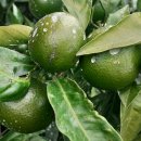 나올레3 이미지