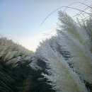 강변장어 이미지