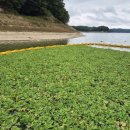 안동호반자연휴양림 이미지