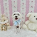 아멍띠에 이미지