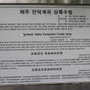 제주 안덕계곡 상록수림 이미지