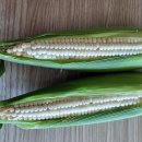 강원도 으뜸 미백 찰옥수수 50% 맛보기 이벤트 이미지