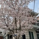 종로도서관 | 서울 벚꽃 명소 추천 🌸 종로 정독도서관 만개 후기 (4월 초 실시간, 주)
