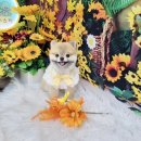 하리스펫 이미지