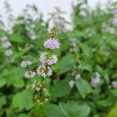 용화보건지소 이미지