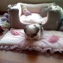 엔젤하우스 이미지