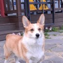 아웅다웅애견펜션 | 속초여행 핫플 🐾 대형견·웰시코기·애완동물 모두 함께하는 바닷가펜션크리스마스