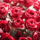 초정화원 이미지