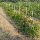 쇠똥구리 농장 이미지