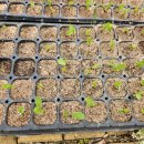 시몬농장 이미지