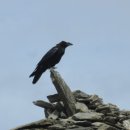 까마귀 (Carrion Crow) 이미지