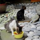 발라당 이미지