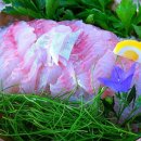 비원쏘가리 이미지