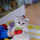 (주)캣프렌즈 이미지