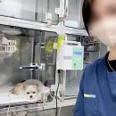 보정동물병원 | 동물병원 구인구직 무조건 채용 합격하는 방법