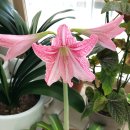 아마릴리스 이미지