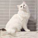 고양이호텔 무냥무냥 김해점 | [고양이호텔, 방문탁묘] 김해 최초 넓고 쾌적한 고양이 전용 호텔 탄생 !!