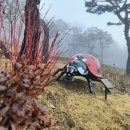 임학공원 장승 이미지