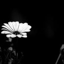 Black&White