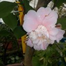 유원농장 이미지