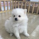 안스스피치