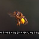 꿀벌 이미지