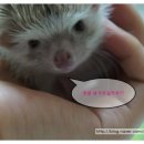 또찌PC 네이버블로그