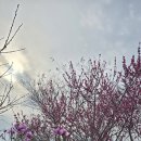 목련수선