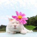 꽃냥이네 이미지