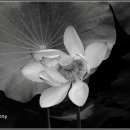 강주연못 이미지