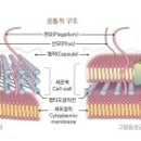 그람 이미지