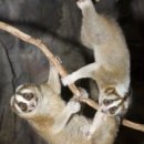 신비한동물원 이미지