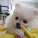 팔팔PC 이미지