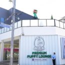 대구강아지분양 테디럽 이미지