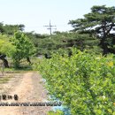 정이품송가든 이미지