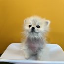 꽃피우개 이미지