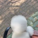 피개행개 이미지