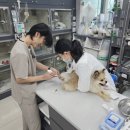잘하는 동물메디컬센터 | 이천동물병원추천, 결막염 안과 진료 잘하는 아이온동물메디컬센터!