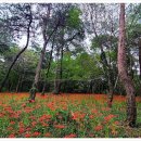 꽃무릇공원 이미지