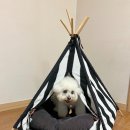 GS25시 사북산수빌점 | [강원도 정선] 애견동반 숙소 &#39;메이힐스 리조트&#39; 오크룸 펫룸