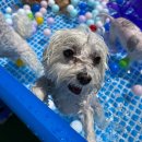 김해유치원 | 물놀이 시즌엔 여기지🐶💦 [컴피] 김해애견유치원 여름 물놀이 후기✨