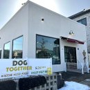도그투게더(Dog together) | 청주 애견카페 - 도그투게더 (전 달in차)