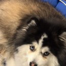 석촌고분역 이미지