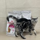 세이버(Savour) | 내돈내산 입짧은 반려묘를 위한 [로얄캐닌] 세이버 엑시전트 2kg 고양이 사료 솔직후기