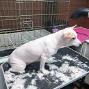 엘제이 | [놀이방 / 미용 후기] 부천 역곡 엘제이펫 단모종 미용 후기