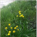 죽림4로 이미지