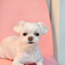 오락반장요미 이미지