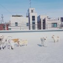 펫도그 애견스쿨 이미지