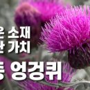 토종산야초 이미지